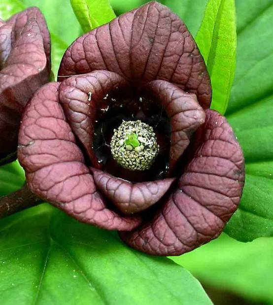 Sans Marque - Asimina triloba (pow pow) Couleur floraison:Violet - Taille:Pot de 7 litres ? 125/150 cm - Image 4