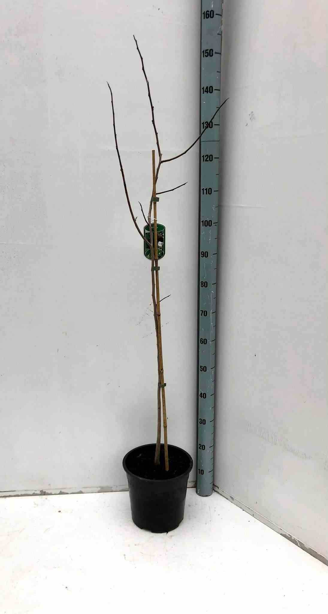 Sans Marque - Asimina triloba  (pow pow) Couleur floraison:Violet - Taille:Pot de 7 litres ? 125/150 cm - Image 3