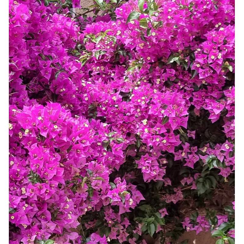 Bougainvillier Violet de Mèze à fleurs Rose - feuillage Caduc - Godet - 5/20 cm-  hauteur à maturité De 2,00 m à 2,50 m - Imagen 4