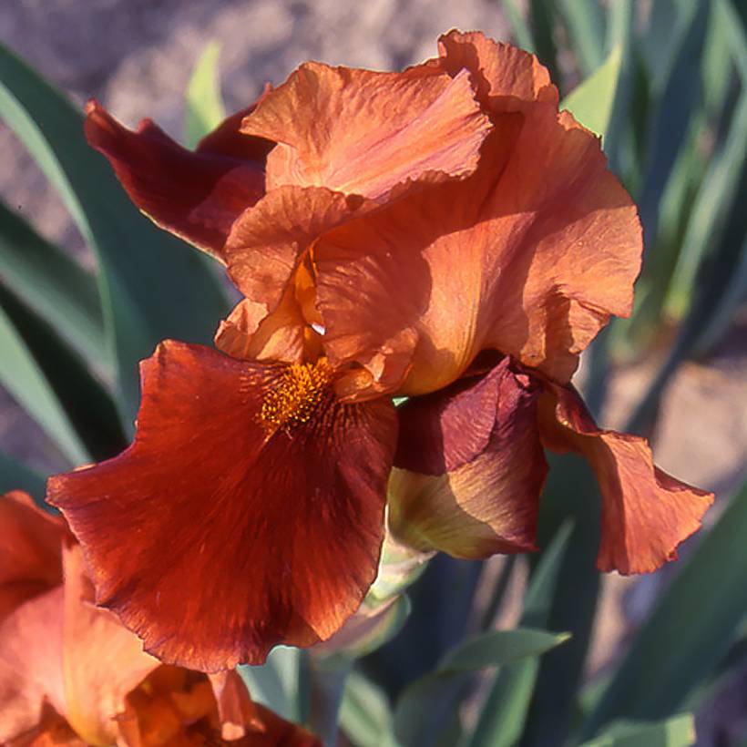 Iris germanica Natchez Trace - Iris des Jardins Pot de 1,5L/2L