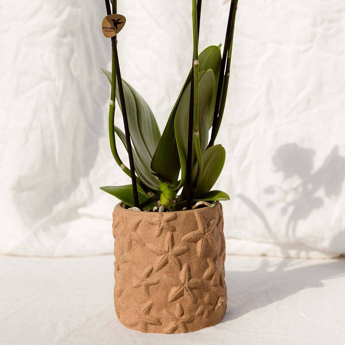 Sierpot Star Fish Marron- La Green Touch - Imagen 4
