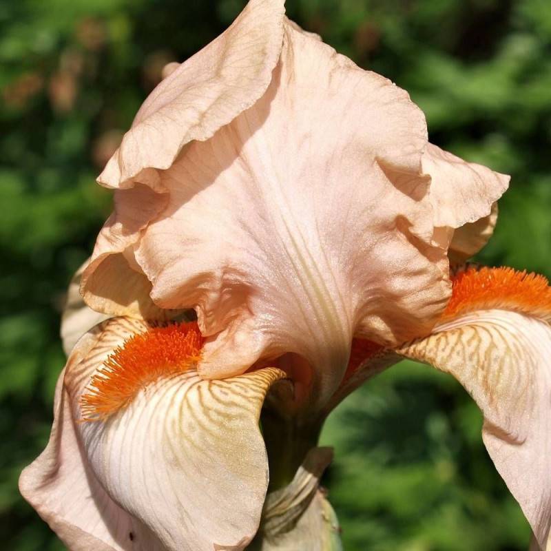 Iris des jardins Flamant Rose à fleurs Rose/ - feuillage Caduc - Godet - 5/20 cm - Imagen 1