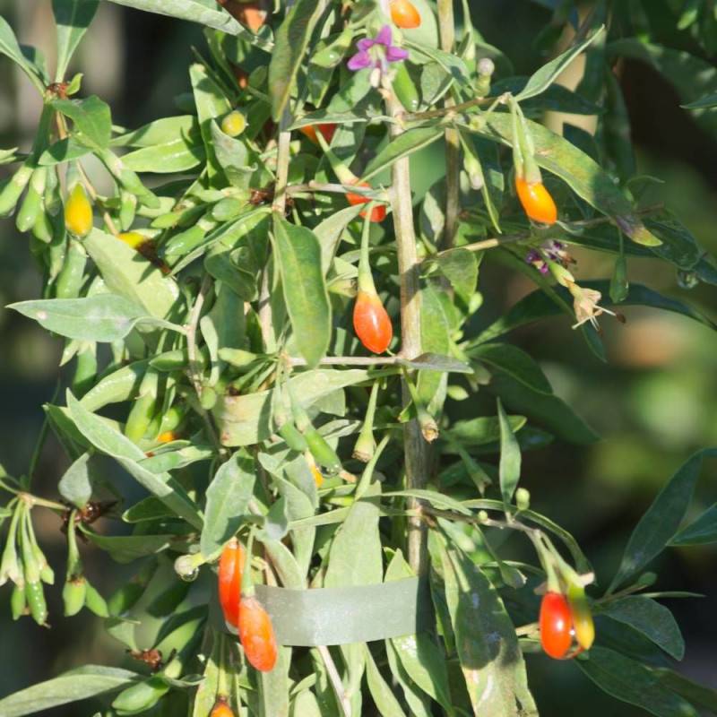 Baie de Goji barbarum à fleurs Violette - feuillage Caduc - Godet - 5/20 cm-  hauteur à maturité De 2,00 m à 2,50 m - Imagen 5