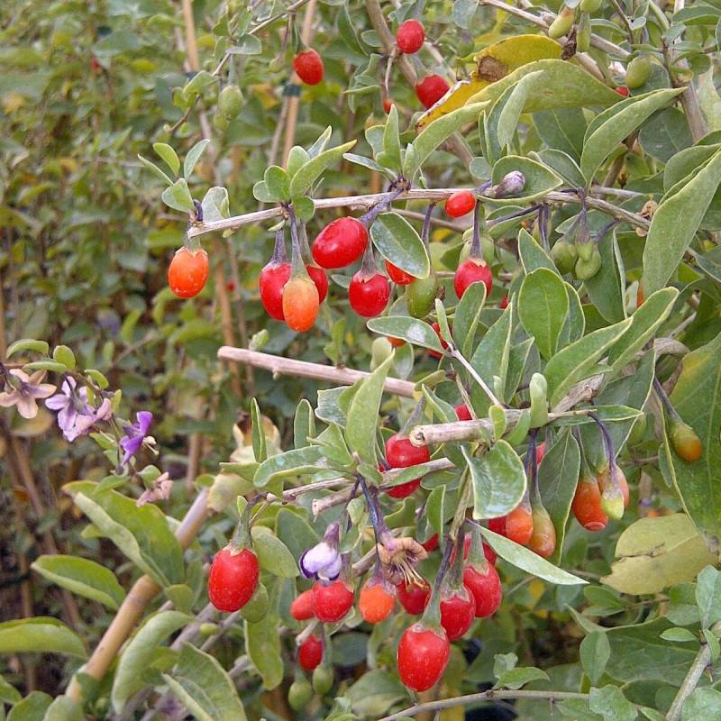Baie de Goji barbarum à fleurs Violette - feuillage Caduc - Godet - 5/20 cm-  hauteur à maturité De 2,00 m à 2,50 m - Imagen 1