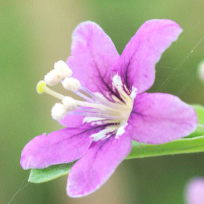 Baie de Goji barbarum à fleurs Violette - feuillage Caduc - Godet - 5/20 cm-  hauteur à maturité De 2,00 m à 2,50 m - Imagen 6