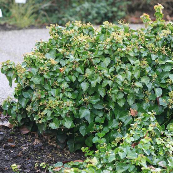 Promesse de Fleurs - Lierre arbustif - Hedera helix Arbori Compact Pot de 2L/3L