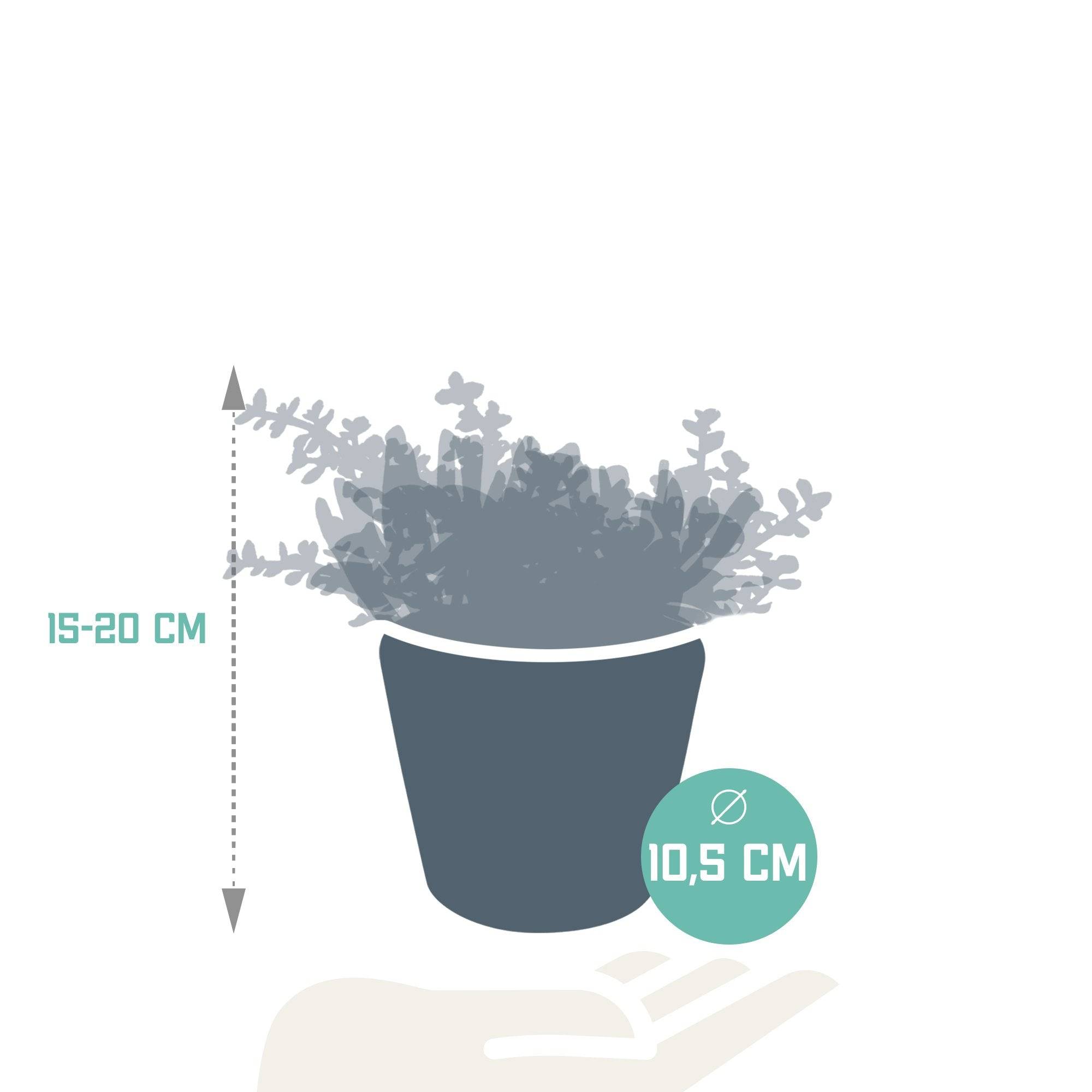 La Green Touch - Trio de Crassula et leurs caches-pots h21cm- La Green Touch - Imagen 6