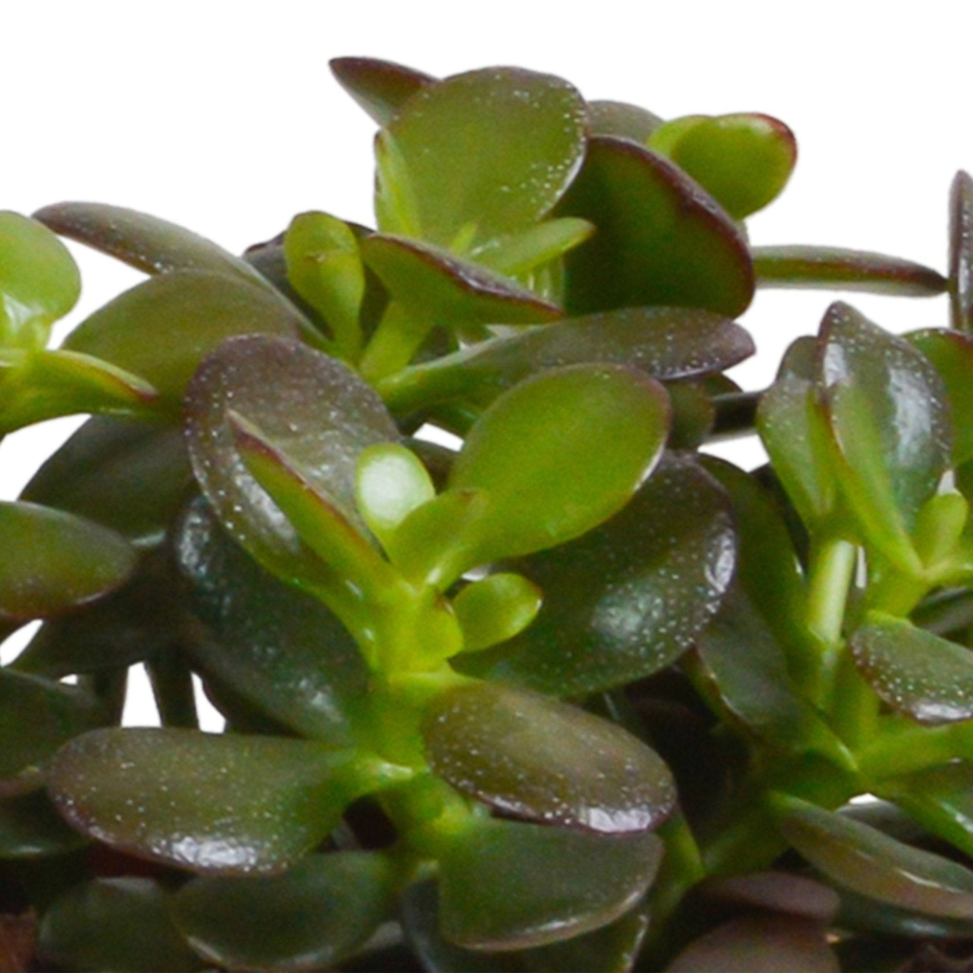 La Green Touch - Trio de Crassula et leurs caches-pots h21cm- La Green Touch - Imagen 3