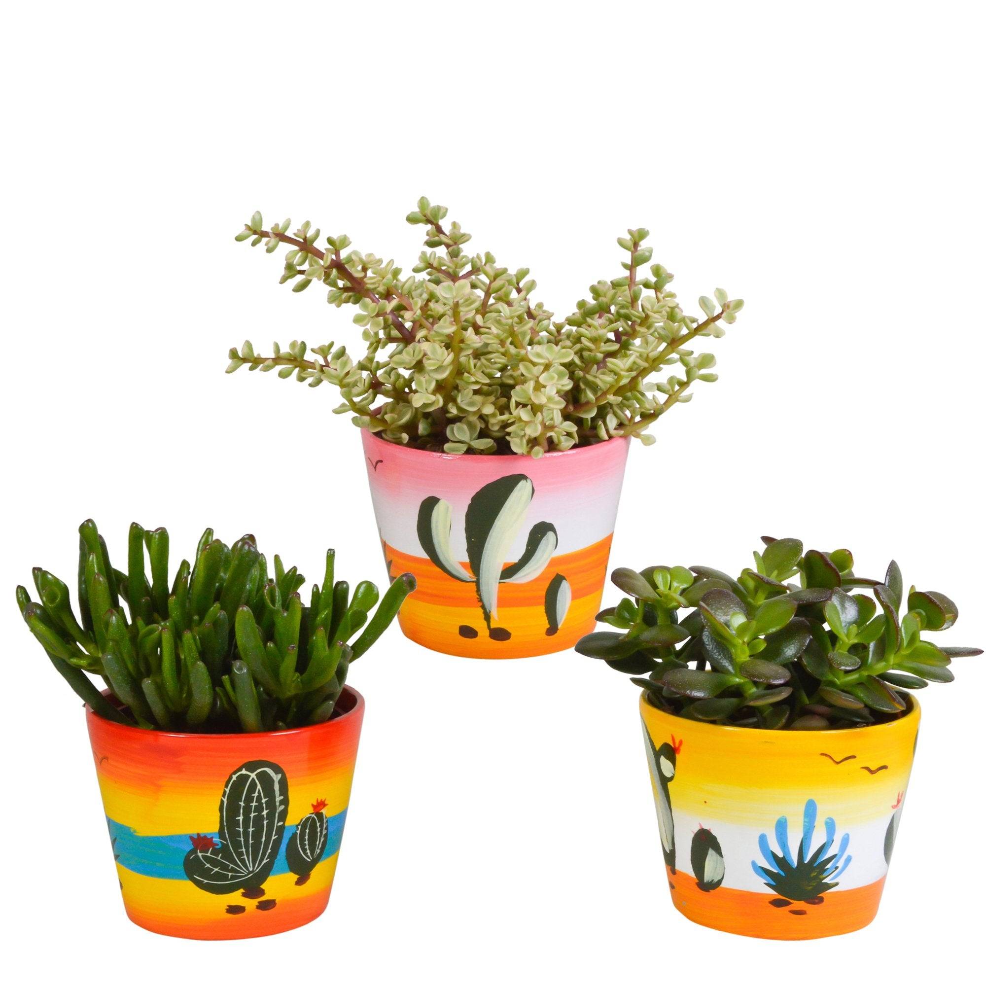 La Green Touch - Trio de Crassula et leurs caches-pots h21cm- La Green Touch - Imagen 2