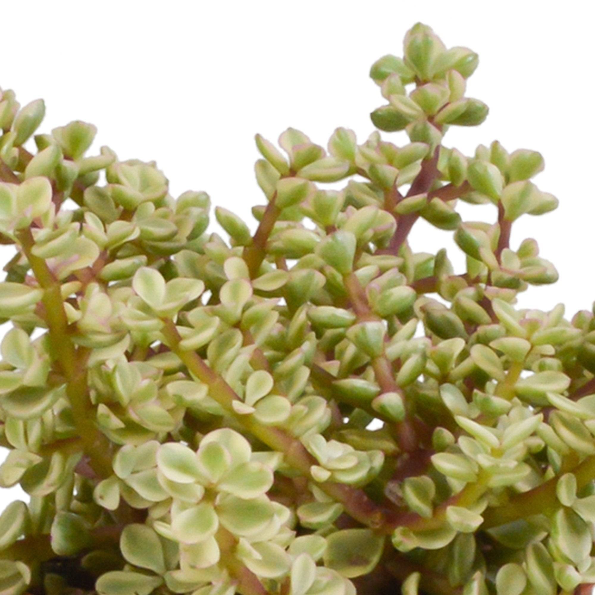 La Green Touch - Trio de Crassula et leurs caches-pots h21cm- La Green Touch - Imagen 5