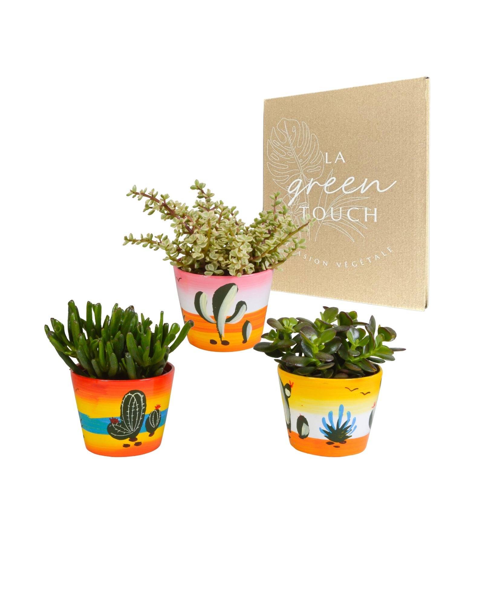 La Green Touch - Trio de Crassula et leurs caches-pots h21cm- La Green Touch - Imagen 1