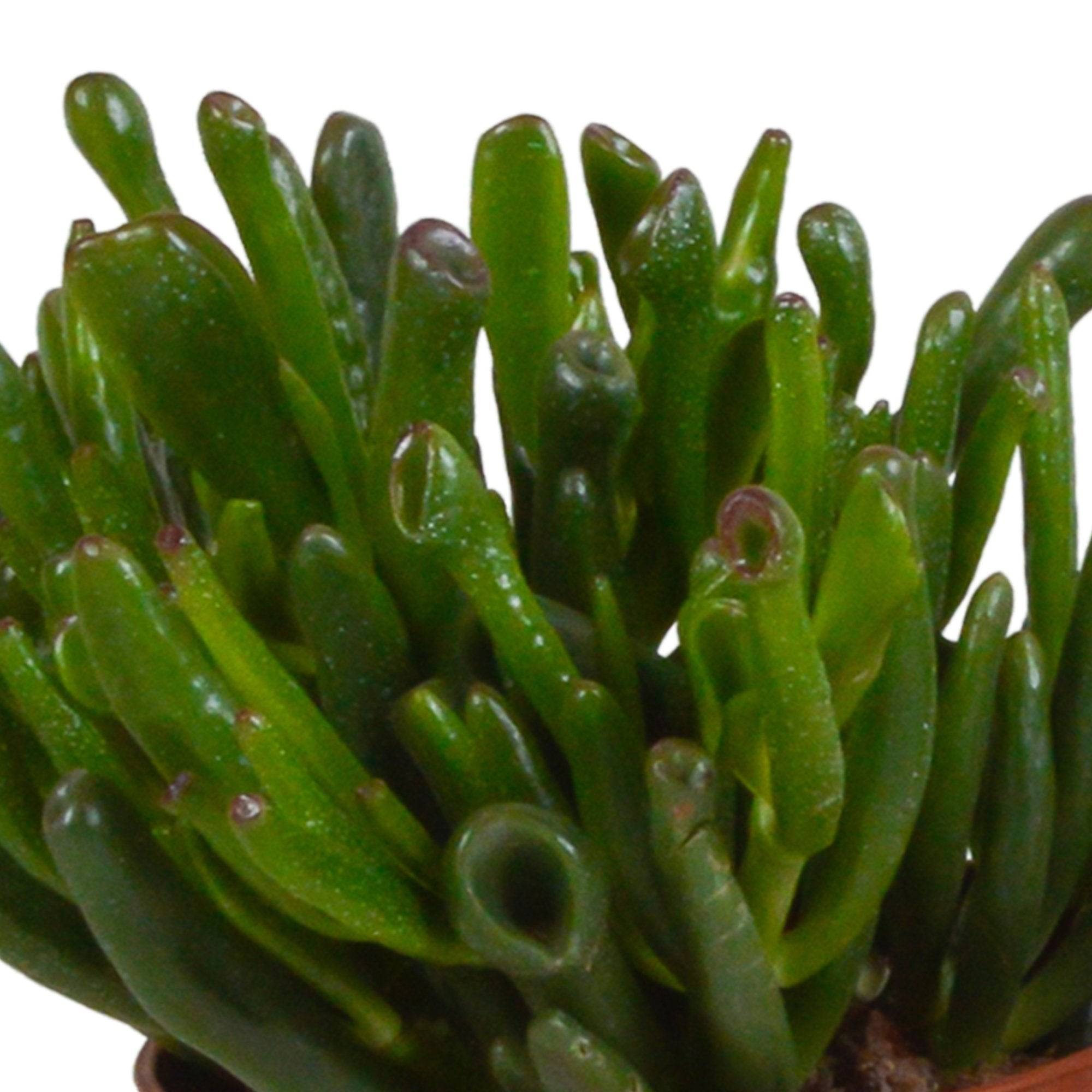 La Green Touch - Trio de Crassula et leurs caches-pots h21cm- La Green Touch - Imagen 4