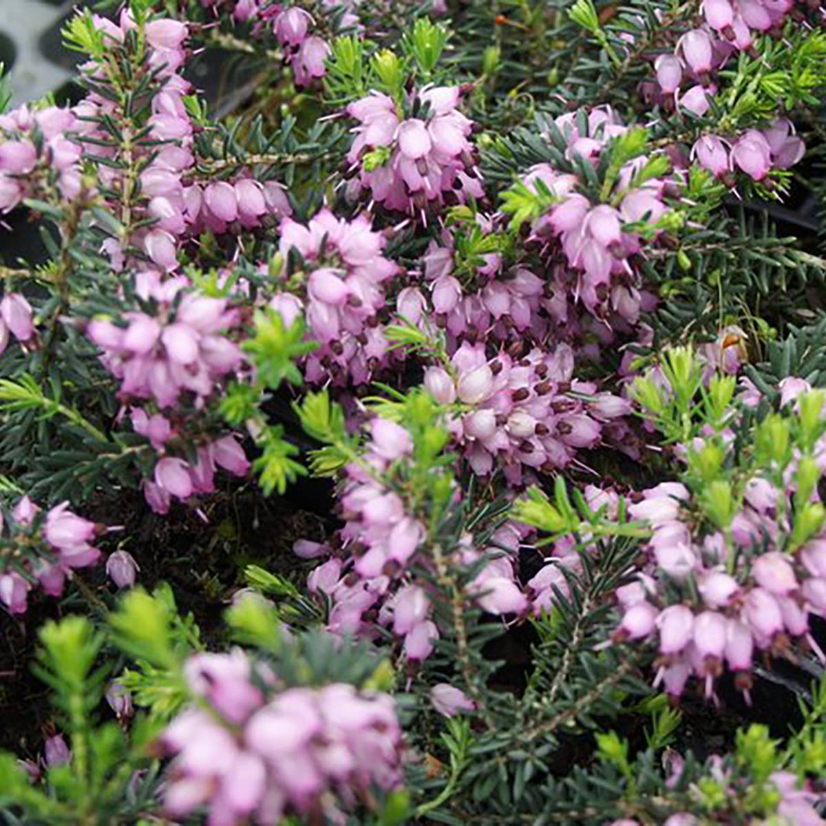 Promesse de Fleurs - Bruyère d'hiver - Erica x darleyensis Aurélie Bregeon  Pot de 1L/1,5L - Image 1
