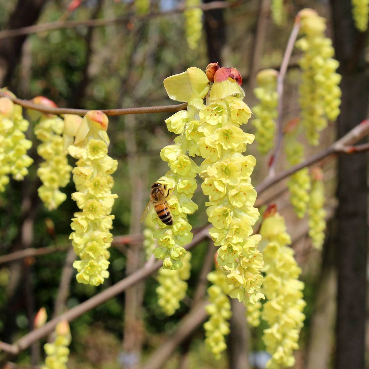 Promesse de Fleurs - Corylopsis sinensis var. sinensis- Faux noisetier Pot de 4L/5L