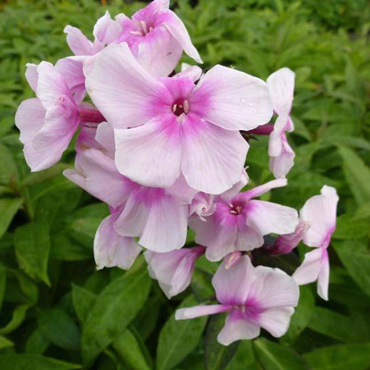 Phlox paniculata Bright Eyes - Phlox paniculé rose pâle à oeil rose vif Godet de 8/9 cm