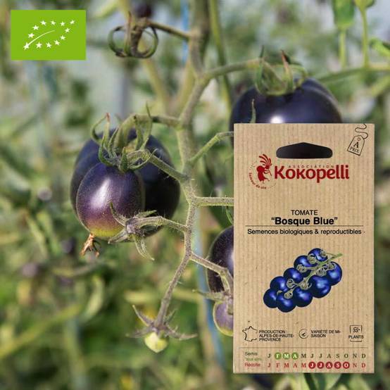 Tomate Bosque Blue- Graines bio à semer - Image 1