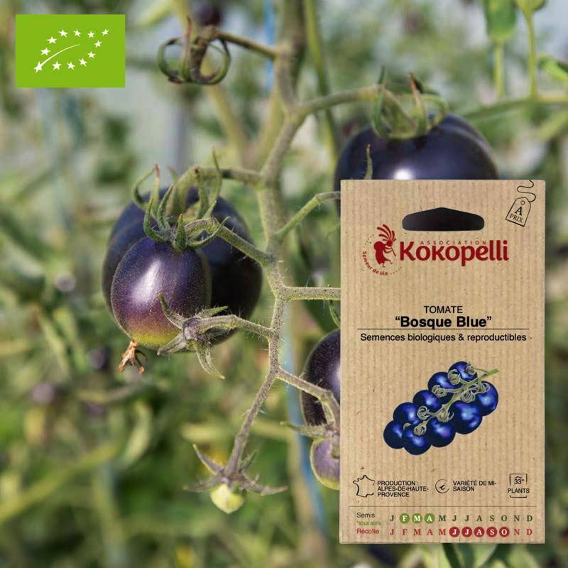Tomate Bosque Blue- Graines bio à semer - Imagen 1