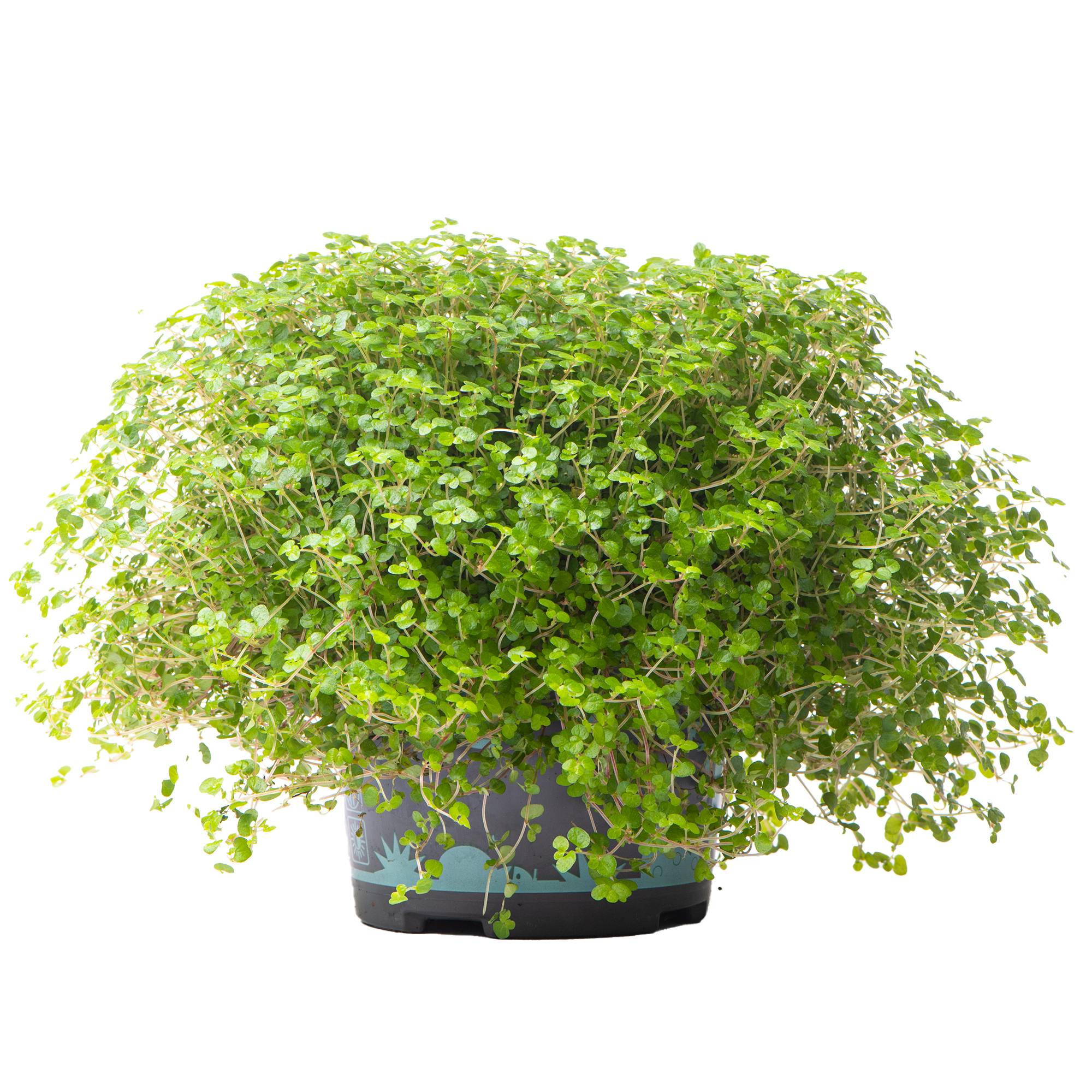 Gardenersdream - Soleirolia Soleirolii Helxine Vert | Hélixine Plante D'Intérieur Pour Le Bureau À Domicile (De 10 À 20 Cm En Pot) - GardenersDream - Imagen 1