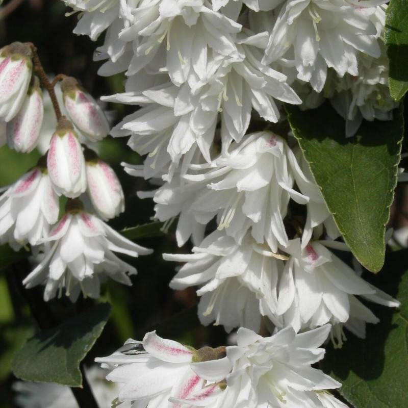 Deutzie Pride of Rochester, Deutzia à fleurs Rose - feuillage Caduc - Pot de 4L - 20/40 cm- hauteur à maturité De 1,50 m à 2,00 m - Image 1