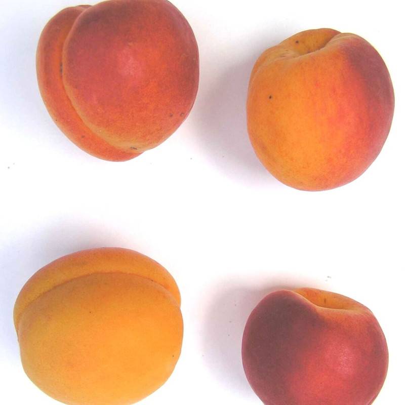 Abricotier Polonais - Bon rendement - Pot de 15L - 1/2 tige - 150/175 cm - De 3,00 m à 5,00 m - Imagen 5