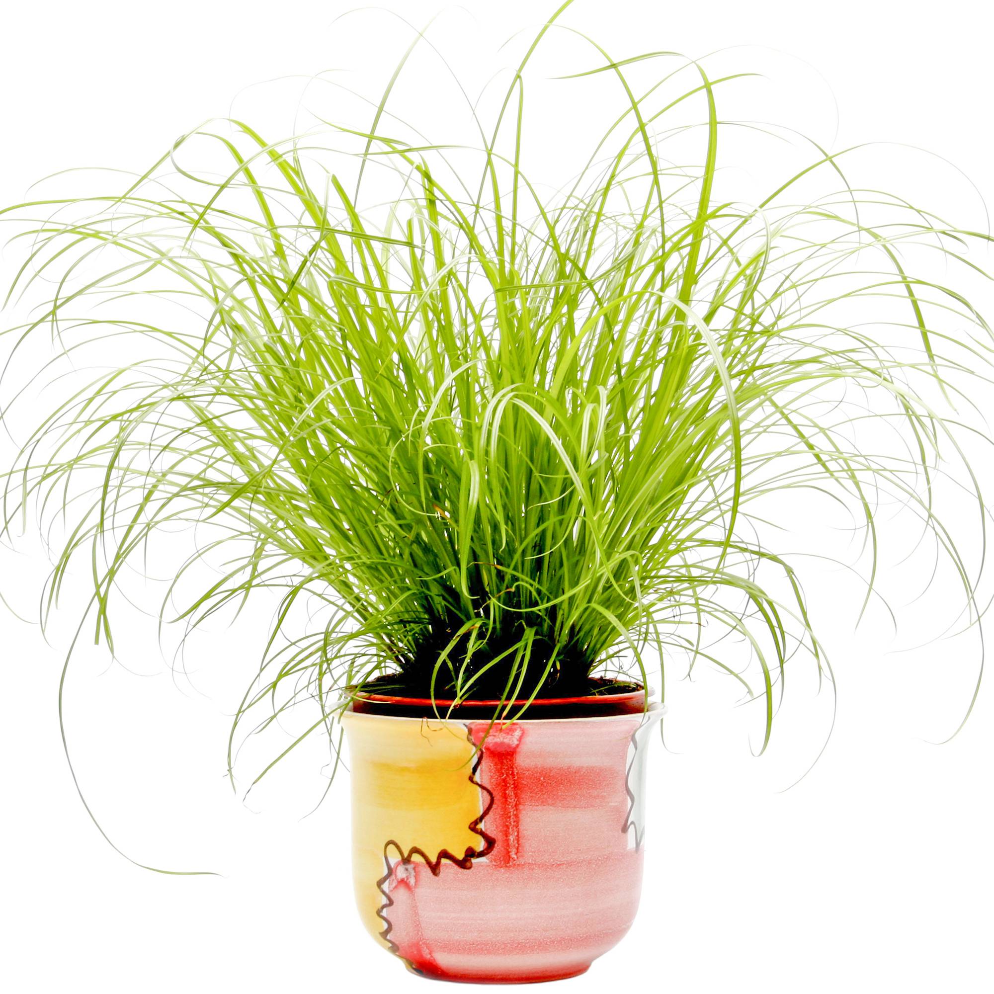 Gardenersdream - Cypérus Zumula - Herbe À Chat | Soutien Digestif Idéal Pour Les Chats | 20-30Cm En Pot - GardenersDream - Imagen 1