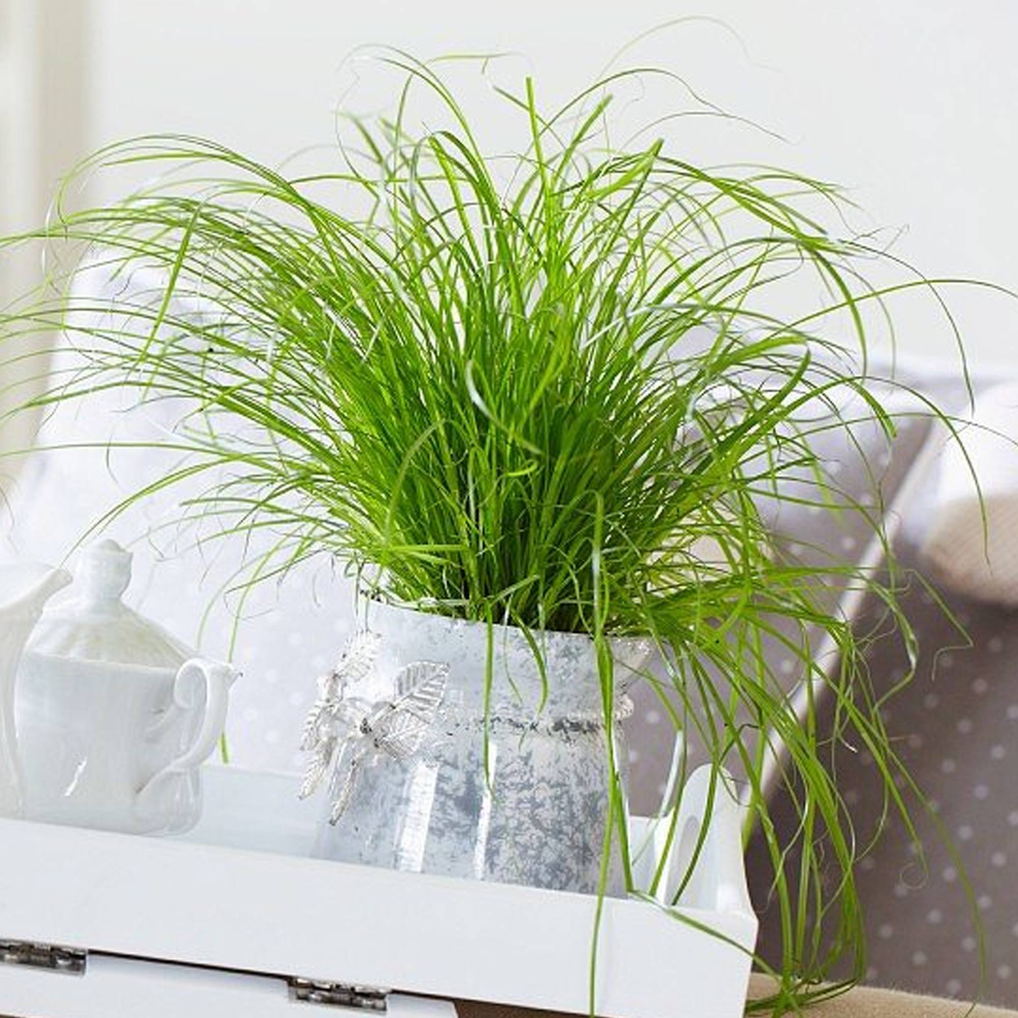 Gardenersdream - Cypérus Zumula - Herbe À Chat | Soutien Digestif Idéal Pour Les Chats | 20-30Cm En Pot - GardenersDream - Imagen 3