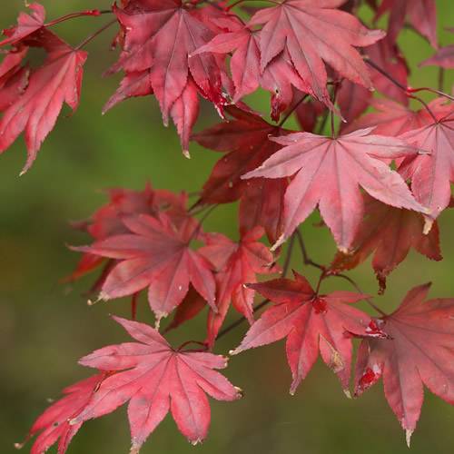 Gardenersdream - Érable 'Atropurpureum' - érable du Japon pourpre, arbuste coloré - GardenersDream - Imagen 2