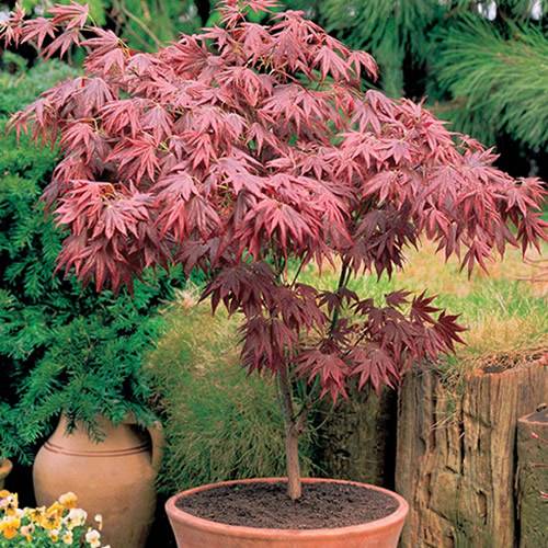 Gardenersdream - Érable 'Atropurpureum' - érable du Japon pourpre, arbuste coloré - GardenersDream - Imagen 1