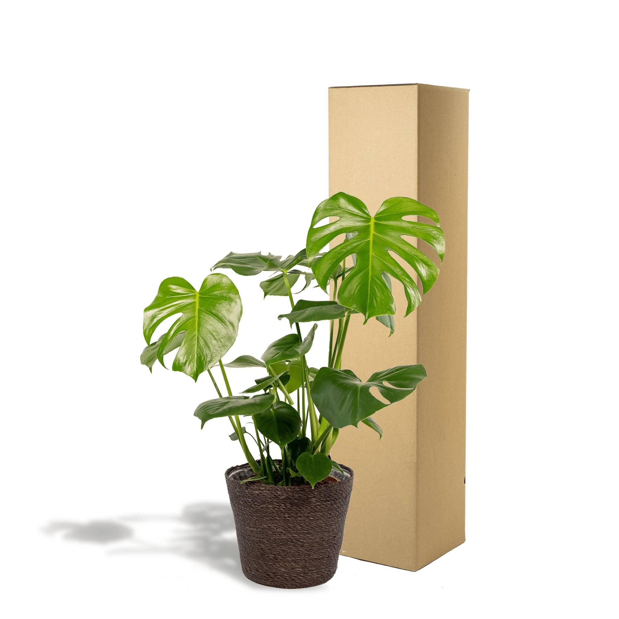 Delicious Monstera et son panier noir  h65cm 65cm - Plante d'intérieur- La Green Touch - Imagen 6
