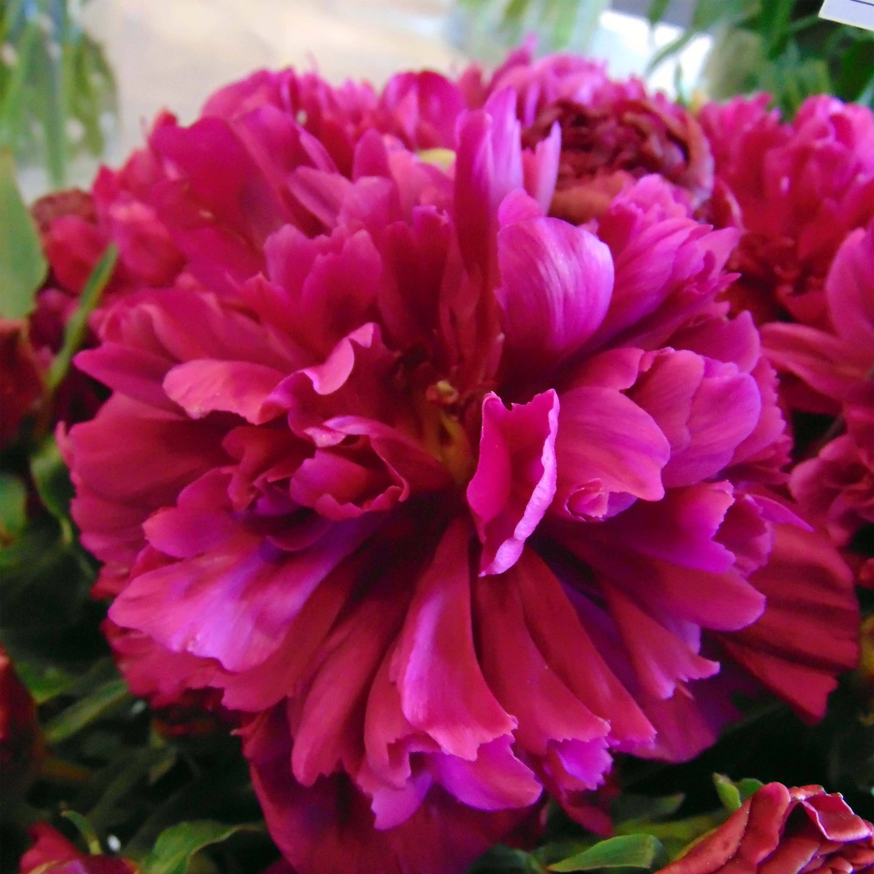 Pivoine lactiflora Inspecteur Lavergne Pot de 3L/4L