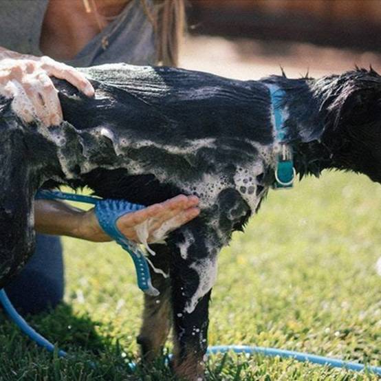 Pulvérisateur de douche pour chien 2en1 - MCBOSON - Image 6