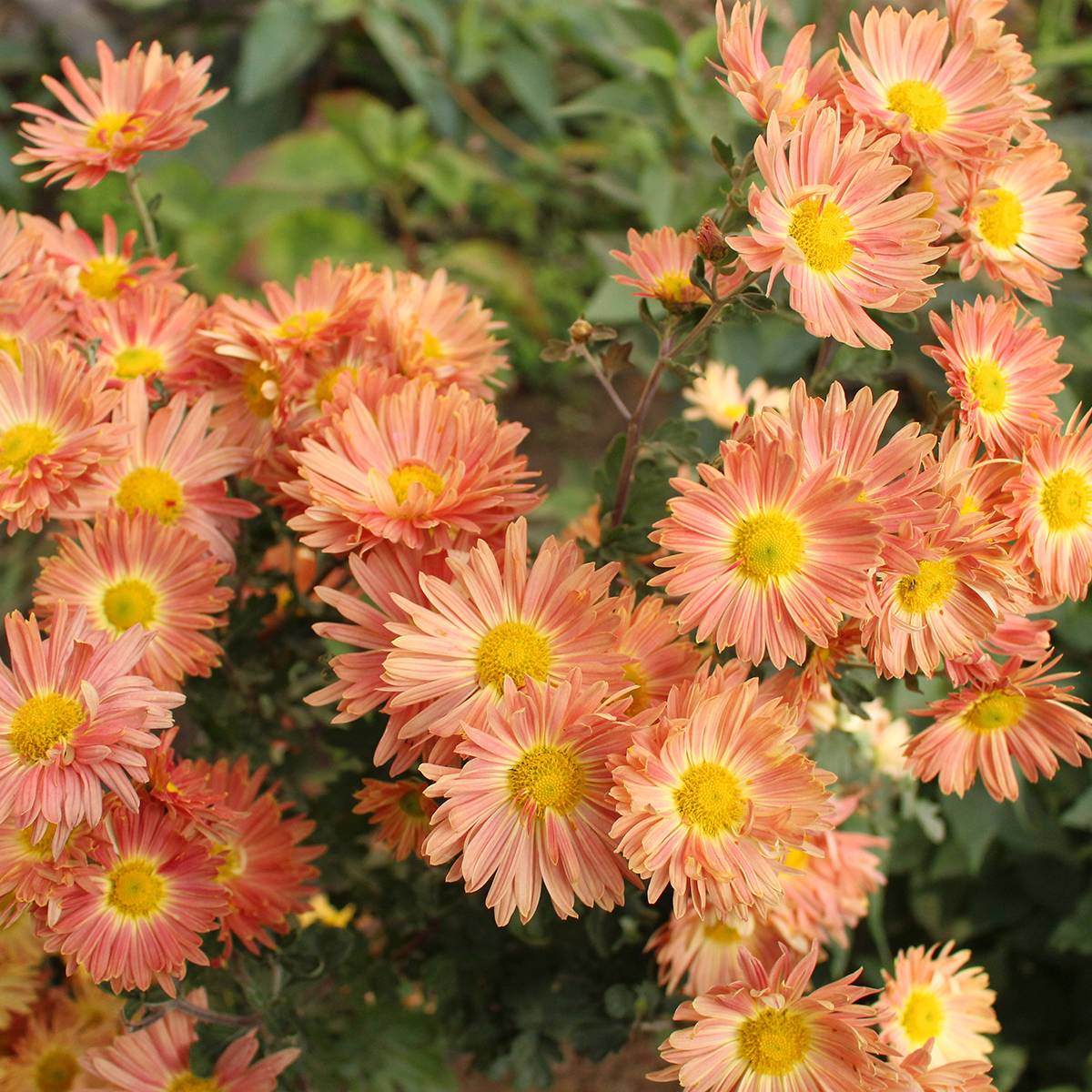 Promesse de Fleurs - Chrysanthème des jardins Cottage Apricot - Chrysanthemum indicum Pot de 2L/3L