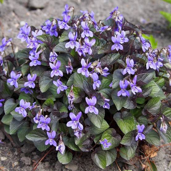 Promesse de Fleurs - Violette du Labrador - Viola labradorica Godet de 8/9 cm