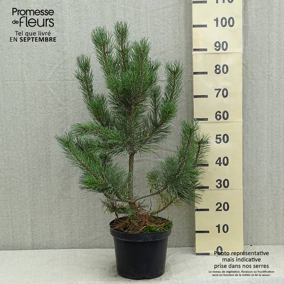 Pin de montagne - Pinus mugo Gnom Pot de 7,5L/10L - Image 2