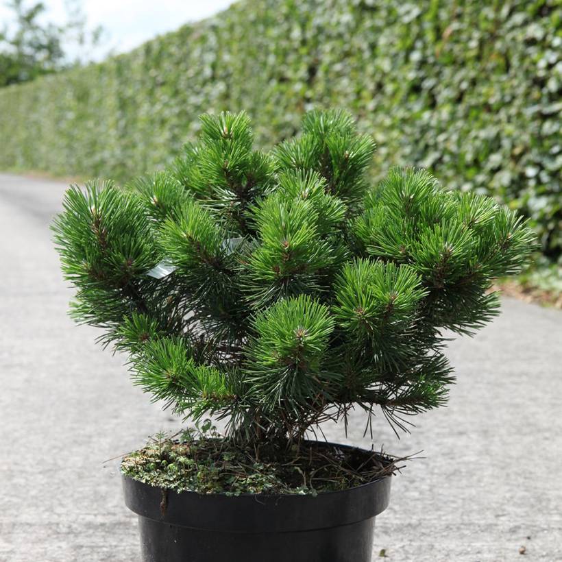 Pin de montagne - Pinus mugo Gnom Pot de 7,5L/10L - Image 1