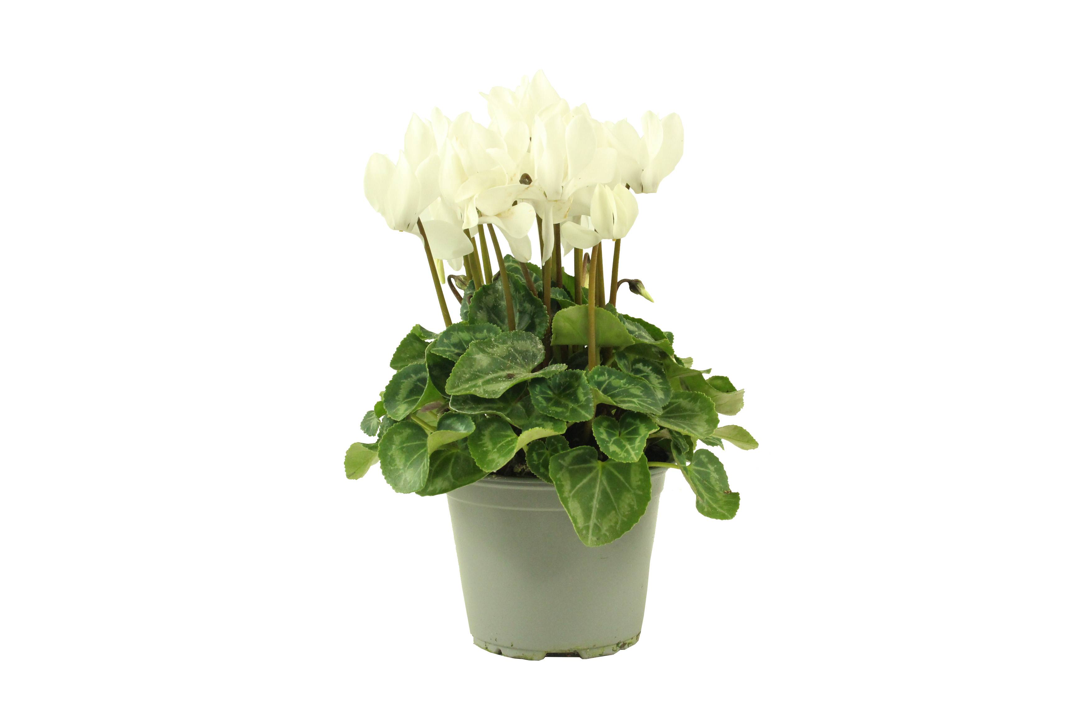 Fleuron D'Anjou - CYCLAMEN MINI Pot 10,5 cm - Image 4