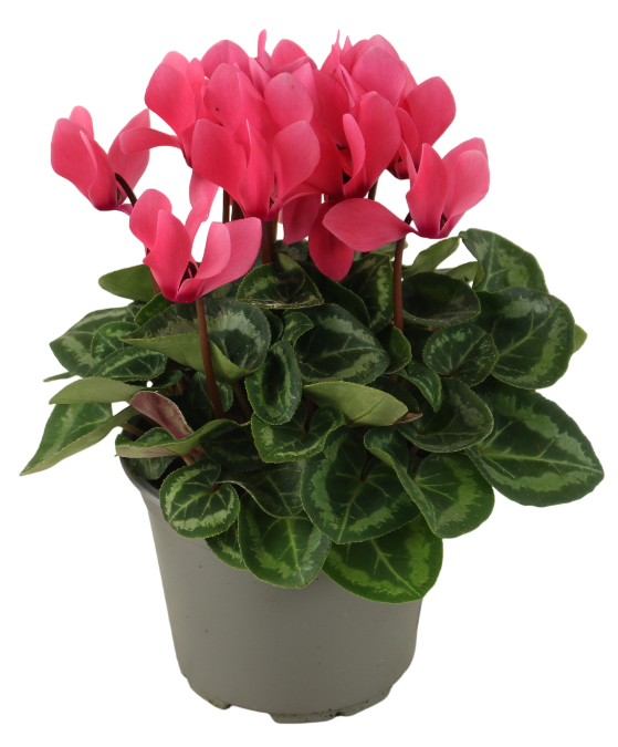 Fleuron D'Anjou - CYCLAMEN MINI  Pot 10,5 cm