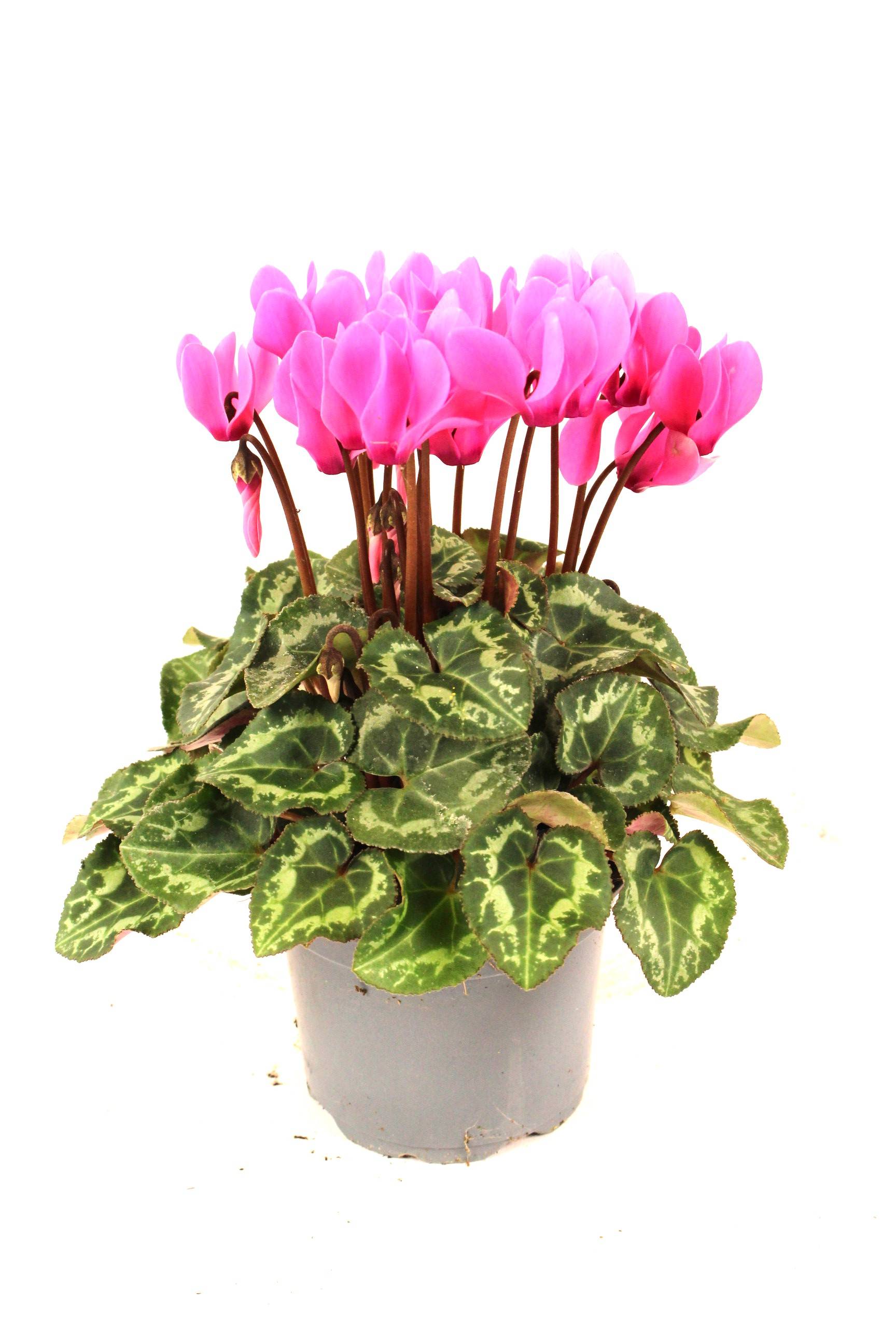 Fleuron D'Anjou - CYCLAMEN MINI Pot 10,5 cm - Image 3
