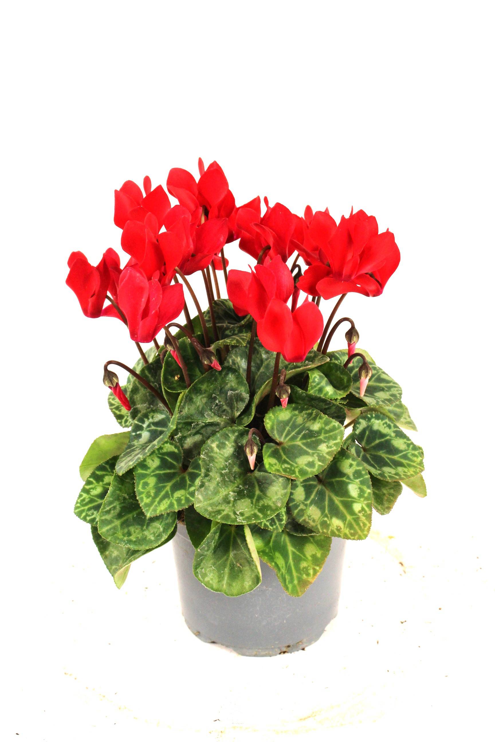 Fleuron D'Anjou - CYCLAMEN MINI Pot 10,5 cm - Image 2