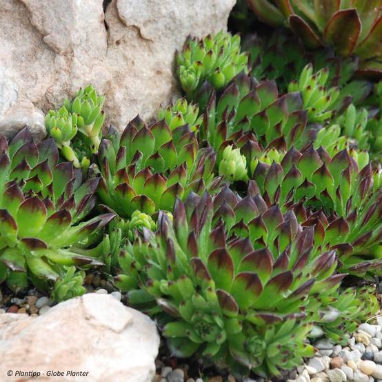 Sempervivum Chick Charms Appletini - Joubarbe Pot de 10 cm/11cm