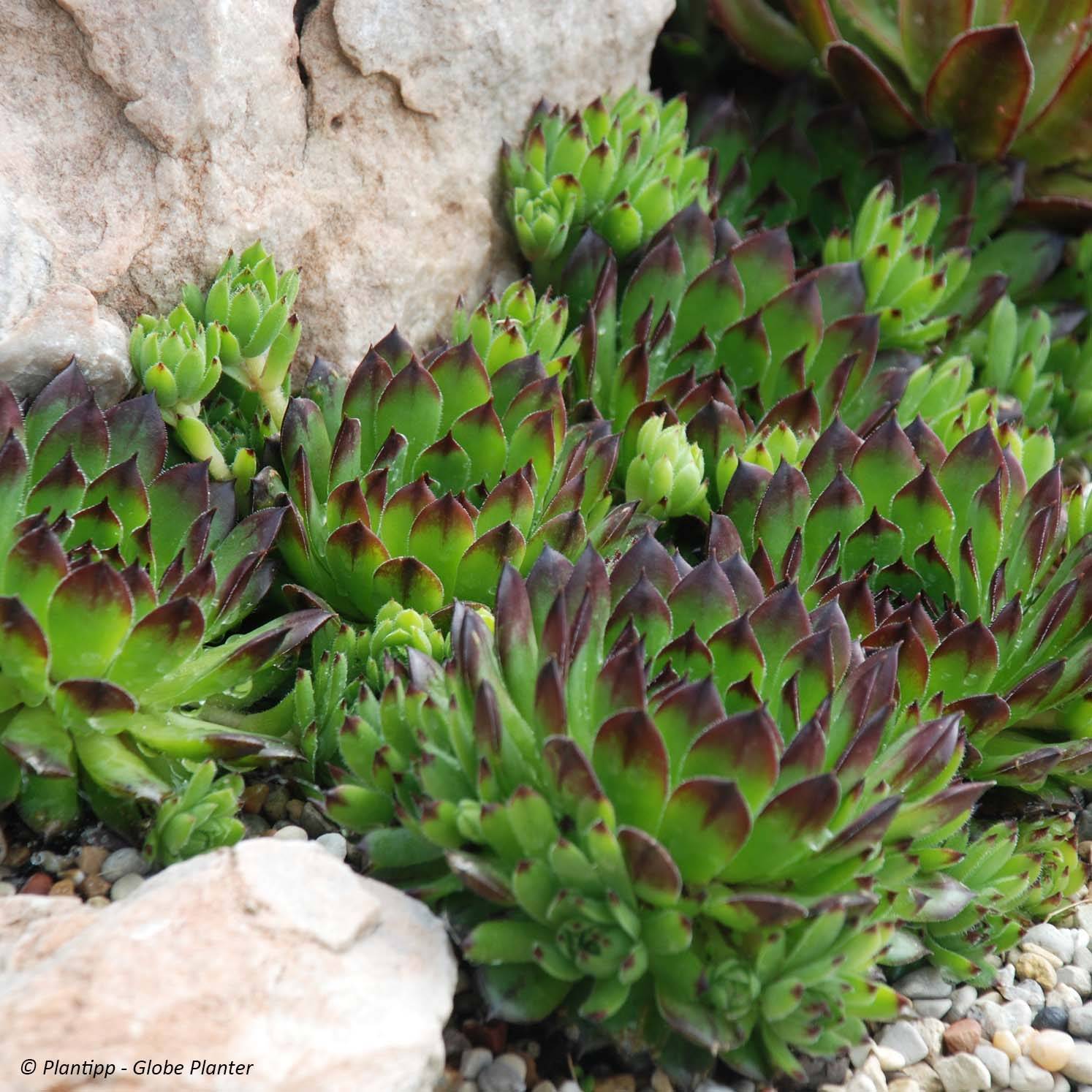 Sempervivum Chick Charms Appletini - Joubarbe Pot de 10 cm/11cm