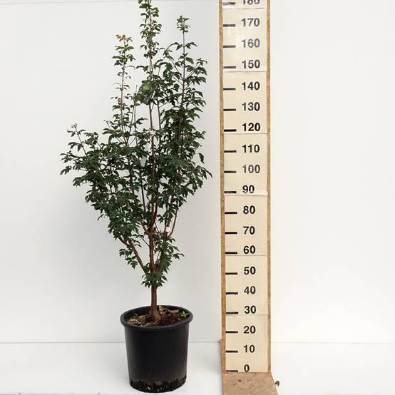 Promesse de Fleurs - Érable cannelle - Acer griseum Pot de 20L/25L - Image 2
