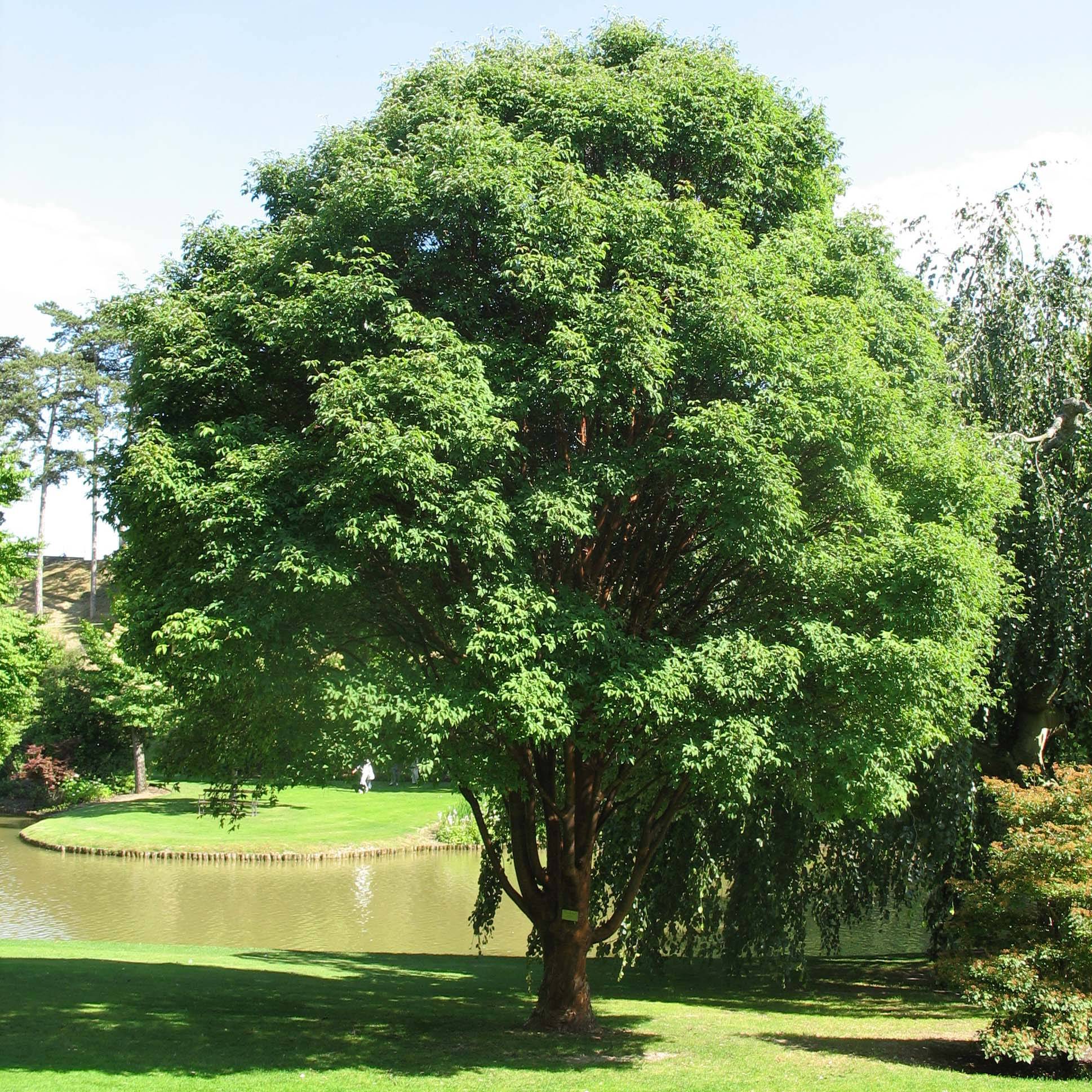 Promesse de Fleurs - Érable cannelle - Acer griseum Pot de 20L/25L - Image 1