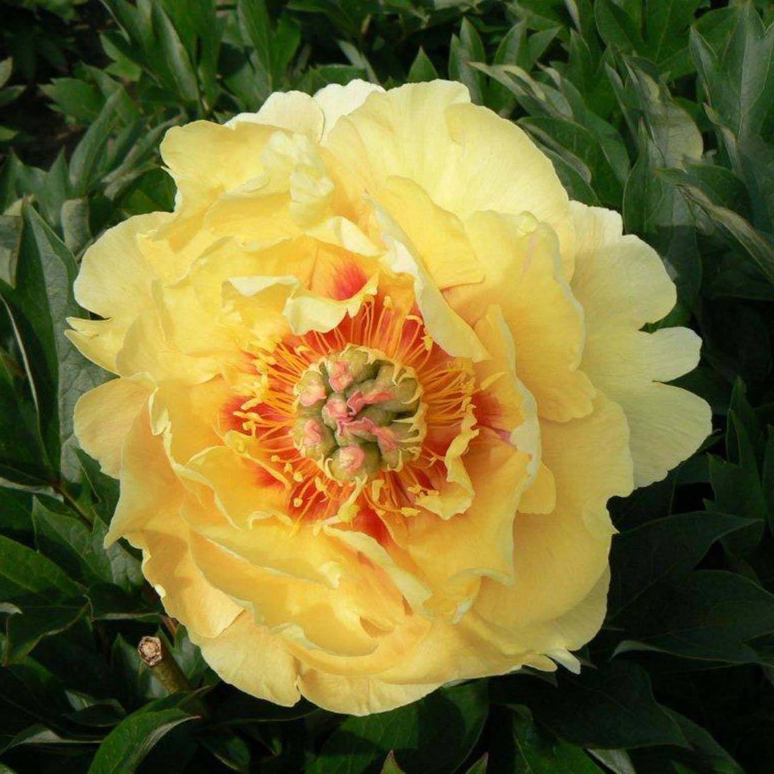 Promesse de Fleurs - Pivoine Itoh Garden Treasure Souche 3/5 yeux
