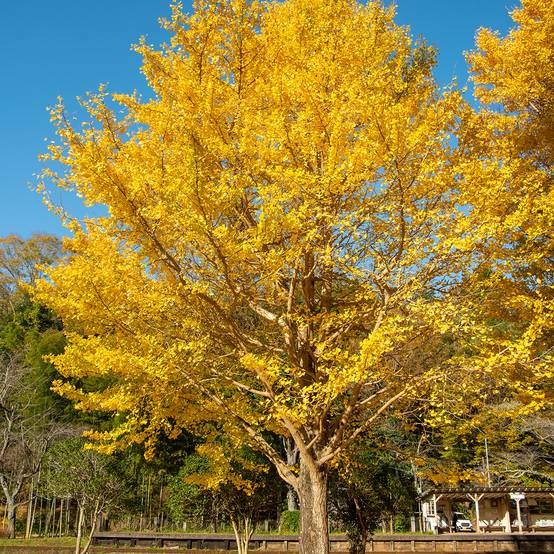 Ginkgo biloba - Arbre aux quarante écus Pot de 2L/3L - Image 1