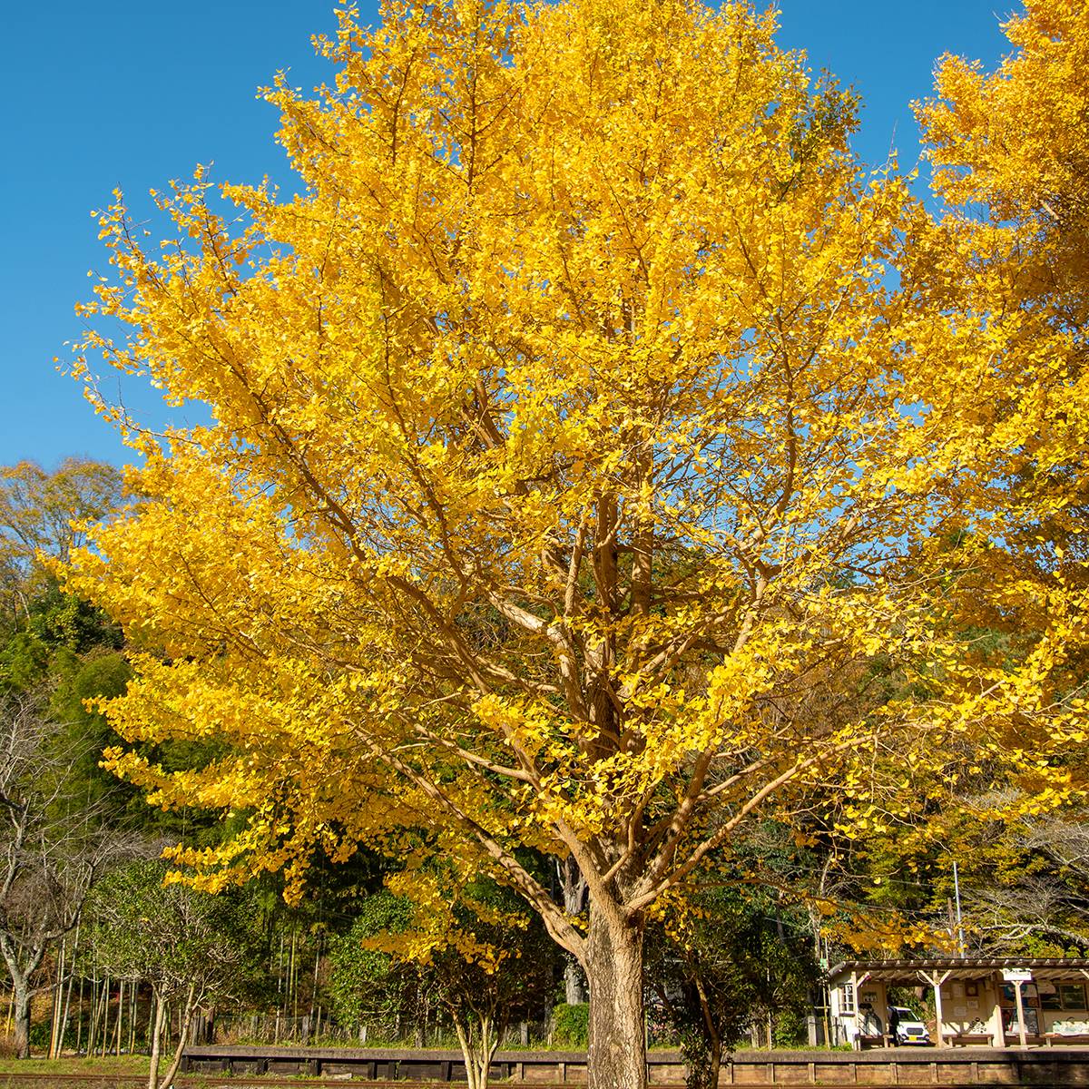 Ginkgo biloba - Arbre aux quarante écus Pot de 2L/3L