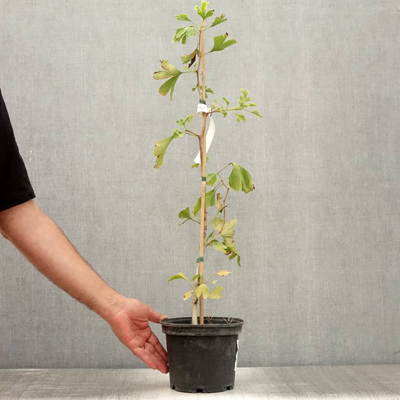 Ginkgo biloba - Arbre aux quarante écus Pot de 2L/3L - Image 2