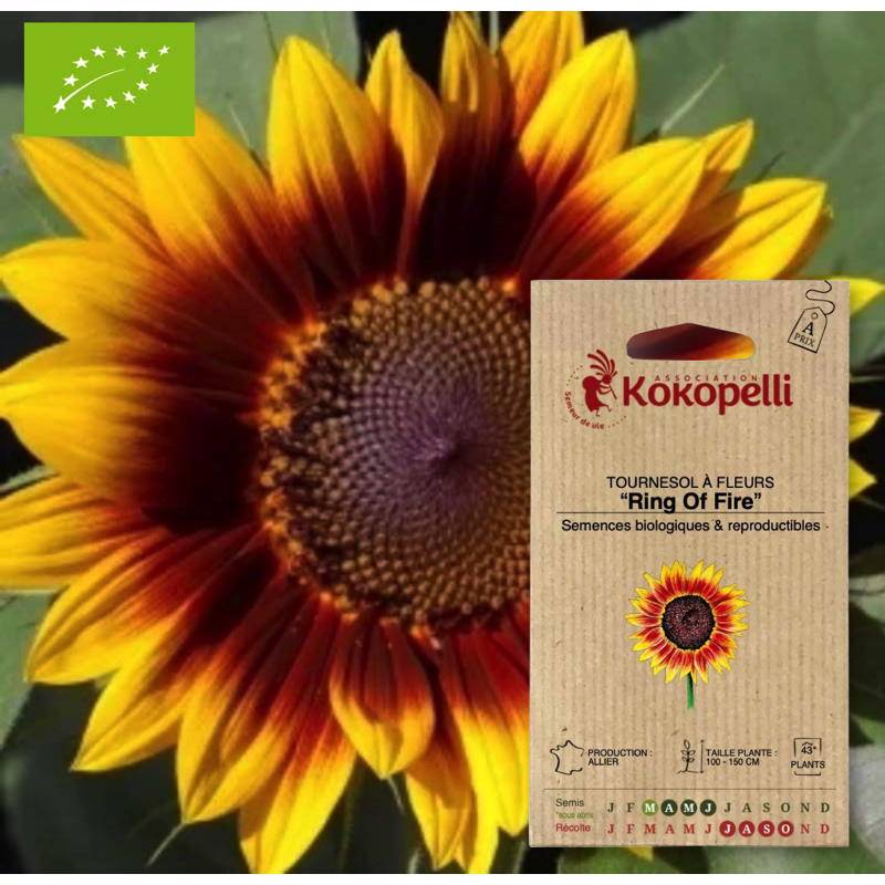 Graines bio à semer - Tournesol à Fleurs Ring Of Fire- Association Kokopelli