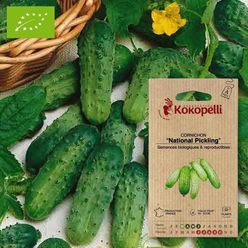 Cornichon National Pickling- Graines bio à semer - Imagen 1