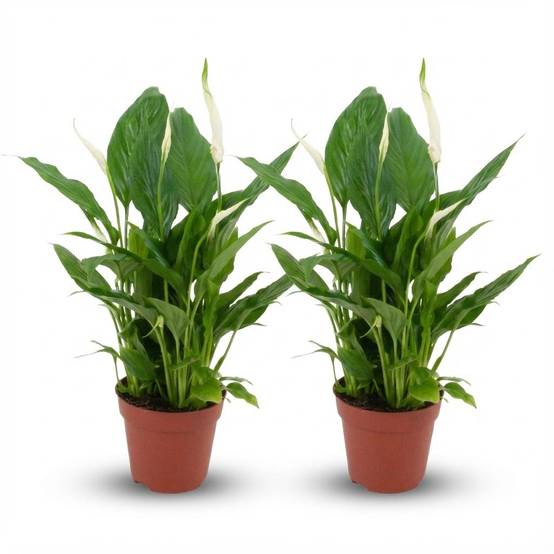 Fleur de lune - Spathiphyllum - lot de 2 - Ø12cm - ↕40cm - Plantes d’intérieur - Image 1